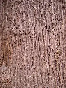 Rough bark on the surface of a tree