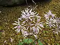 Thalictrum coreanum