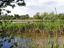 Thatcham Reed Beds