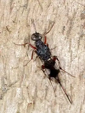 Thaumasura sp., Australia.