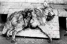 Black and white photograph of a dead wolf with "The Allendale Wolf" written on the bottom