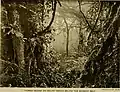 Montane forest below the bamboo zone on Mount Kenya