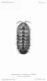 Armadillidium pulchellum