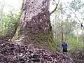 The Corymbia Giant, the tallest and largest marri