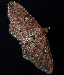 The Gem - Hodges#7414 (Orthonama obstipata)