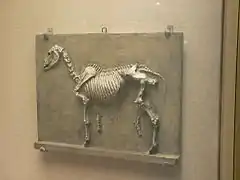 G-500. Relief plaque of a horse's skeleton (1878), Philadelphia Museum of Art.