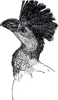 illustration in H. H. Johnston (1895)