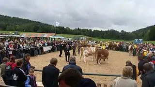 National Exposition of the Simmental Cattle and the Regional Championship of Hucul Horse. Odrzechowa Experimental Station of the National Research Institute of Animal Production, which has the largest herd of Simmental cattle in  Poland.