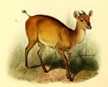 Drawing of brown bovid