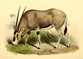 Oryx beisa resembles the closely related O. gazella, but the latter has an entirely black tail and more black to the legs and lower flanks.