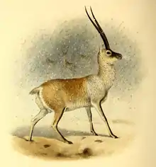 Drawing of brown bovid