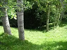 Image 47A forest near Vinitsa, North Macedonia  (from Forest)