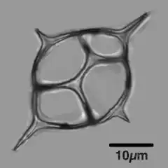 Siliceous skeleton of the dictyochid flagellate, Dictyocha fibula