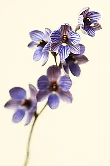 Bell orchid (Thelymitra campanulata)