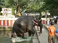 Elephant at Theppakulam in 2013