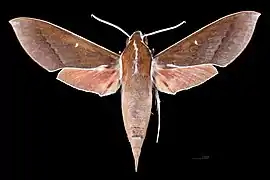 Male dorsal