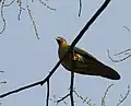 at Jayanti in  Buxa Tiger Reserve in Jalpaiguri district of  West Bengal, India.