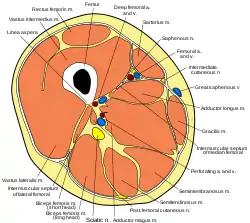 Cross-section through the middle of the thigh.