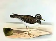 Extinct Auckland Islands shore plover