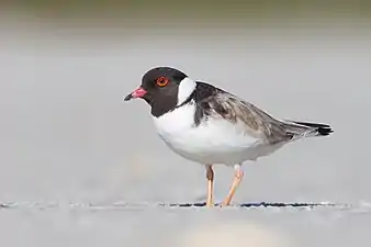 Hooded plover