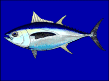 Image 15Bigeye tuna cruise the epipelagic zone at night and the mesopelagic zone during the day (from Deep-sea fish)