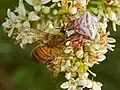 Thomisus onustus hunting Apis mellifera