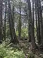 Under the canopy of the cedar forest