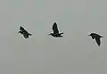 Three in flight