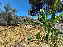 Hopi Blue Corn, Pole Beans, and Sugar Pumpkins at 6000'