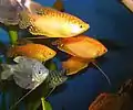 Gold and blue gourami