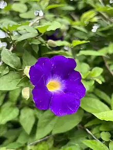 Thunbergia erecta flower closeup photo