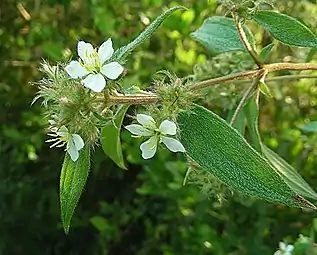 Closeup of flowers and leaves