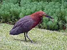 Rufescent tiger-heron