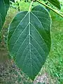 Tilia tuan leaf