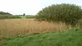 The bog is heavily overgrown with grey willow (Salix cinerea)