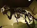 A Tyrannosaurus rex