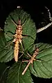 Pair of Tisamenus sp. 'Cagayan'