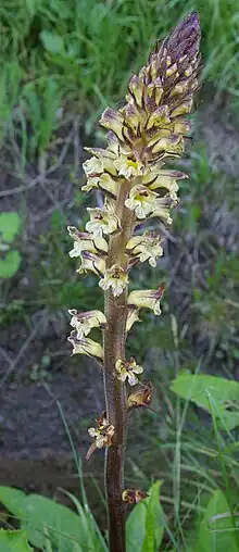 Thistle broomrape (protected plant)