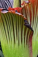 A. titanum close up, Bayreuth University, Germany, June 6, 2015