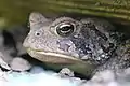 A closeup of an Eastern American toad seen in Tennessee.