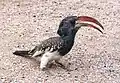 Adult male at Spitzkoppe, Namibia