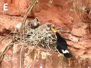 Attacking buff-necked ibis nestlings by attempting to break their neck