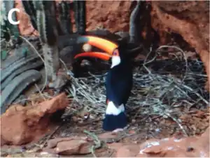 Feeding on buff-necked ibis eggs