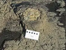 Fossil tree stump with growth rings