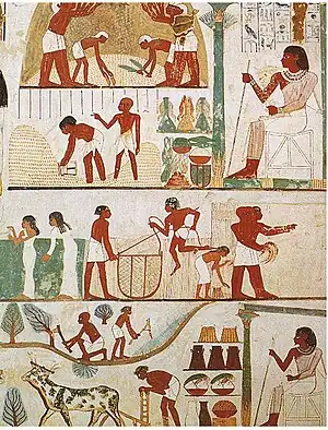 Image 16Agricultural scenes of threshing, a grain store, harvesting with sickles, digging, tree-cutting and ploughing from Ancient Egypt. Tomb of Nakht, 15th century BC. (from History of agriculture)