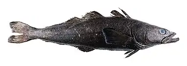 Image 80Patagonian toothfish (from Pelagic fish)