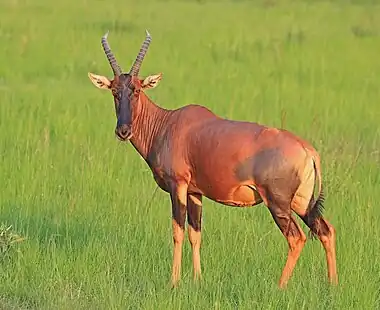 Image 5TopiPhotograph: Charles J. SharpFemale topi (Damaliscus lunatus jimela) in the Queen Elizabeth National Park in Uganda. A subspecies of the common tsessebe antelope, the topi is native to several countries in eastern Africa and lives primarily in grassland habitats, ranging from treeless plains to savannas. It is a tall species, with individuals ranging in height from 100 to 130 cm (39 to 51 in) at the shoulder. Predators of topi include lions and spotted hyenas, with jackals being predators of newborns.More selected pictures