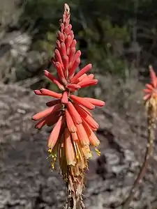 Torch lily