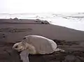 Olive ridley sea turtle