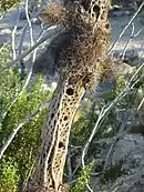 Skeleton of a dead teddy bear cholla.